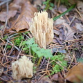 DSC_2561.jpeg