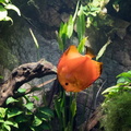 DSC-1222.jpg