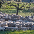 DSC_3266.jpeg