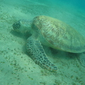 GOPR2382