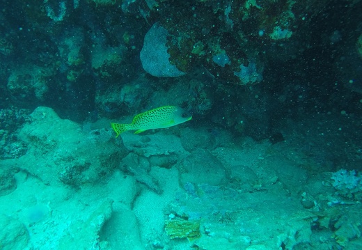 GOPR2428