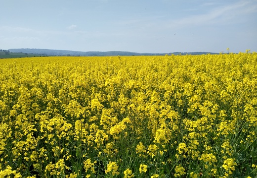 IMG 20220502 114609853 HDR