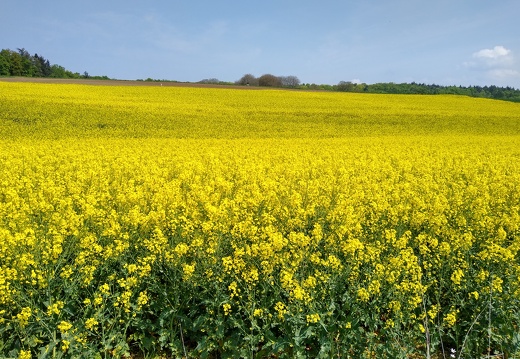 IMG 20220502 115818410 HDR