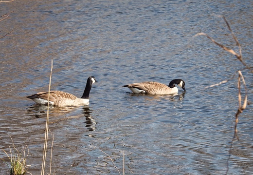 20220301193338-62feff59