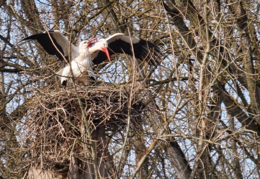 20220301193348-e2bfa50e