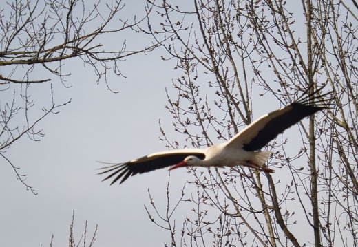 20220301193350-d4c4b30a