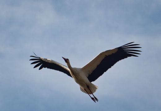 20220301193350-fffcf550