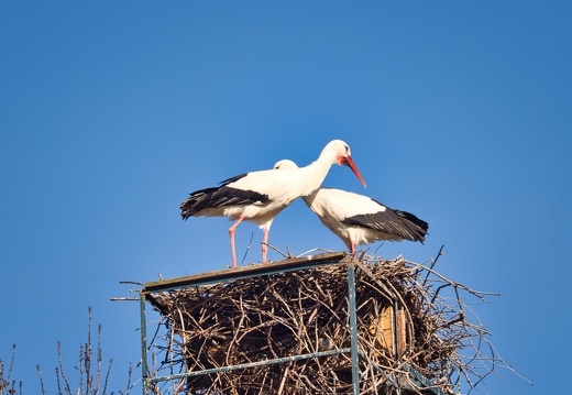 20220301193404-d237034f