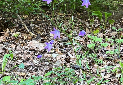 65E37513-9E2C-4CFA-823B-A676A3A75C2C