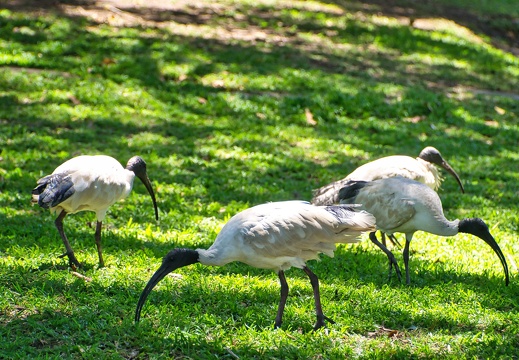 Australien 20131213 0037