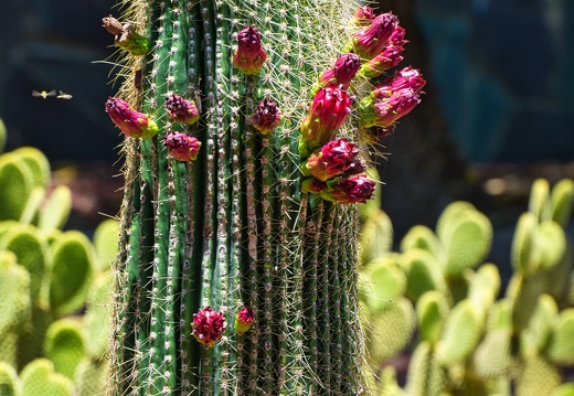 Australien 20131213 0045