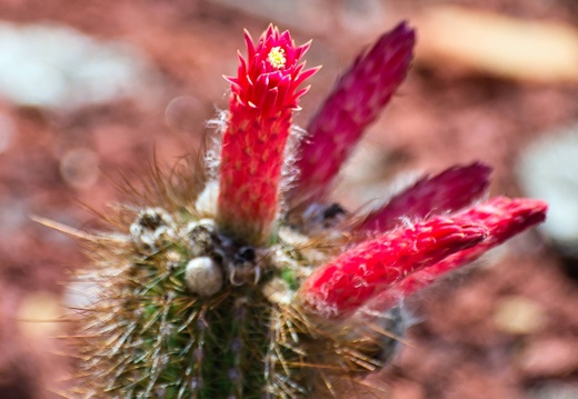 Australien 20131213 0046