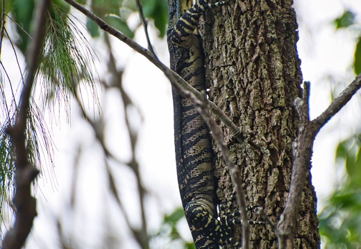 Australien 20131214 0071