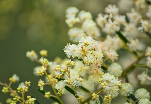 Australien 20131214 0084