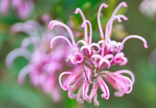 Australien 20131214 0085