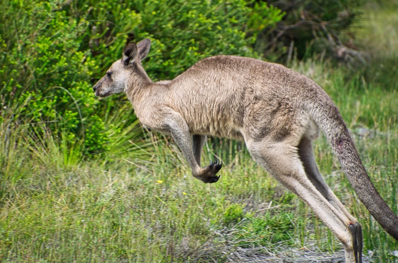 Australien_20131226_0385.jpeg