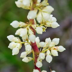 Australien 20140101 0502