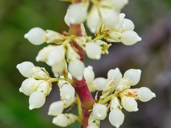 Australien 20140101 0502