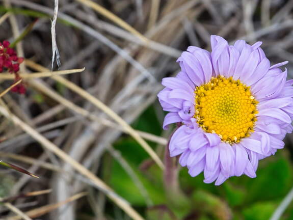 Australien 20140101 0516