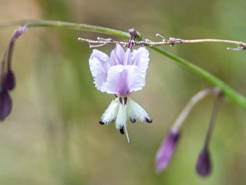 Australien 20140102 0542