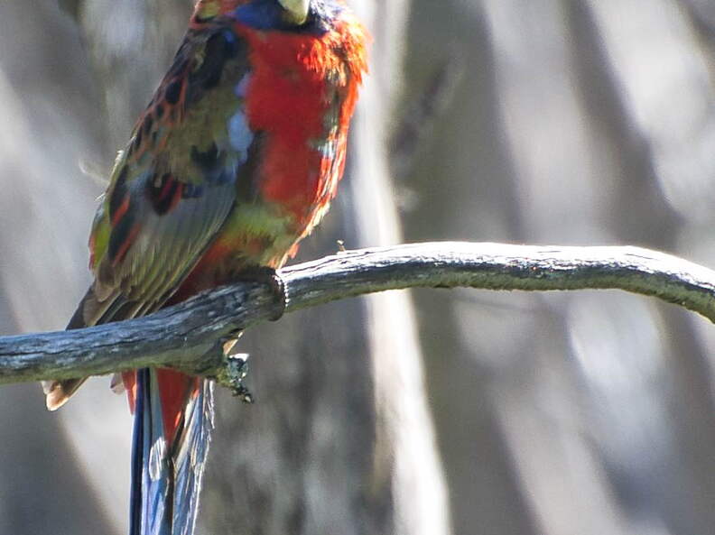 Australien 20140103 0567