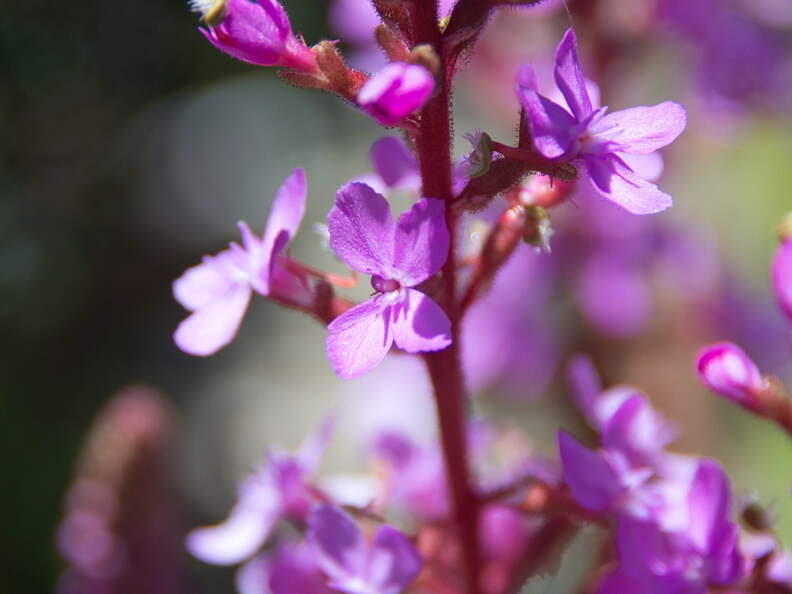 Australien 20140104 0586