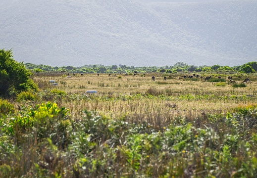 Australien 20140108 0786