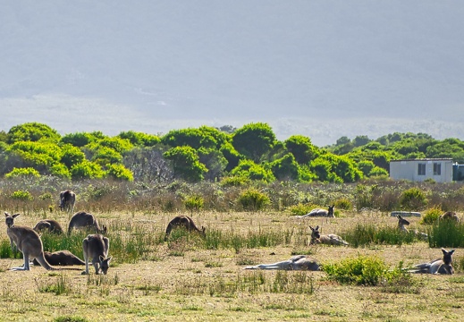 Australien 20140108 0788