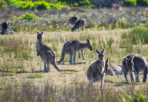 Australien 20140108 0789
