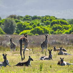 Australien 20140108 0792