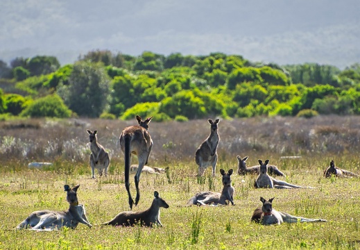 Australien 20140108 0792