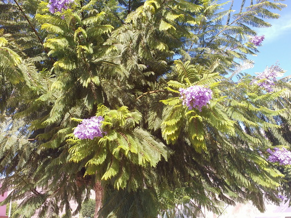 IMG 20171018 122143230