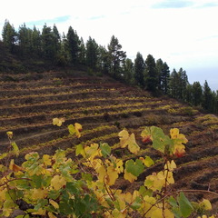 IMG 20171021 130808596