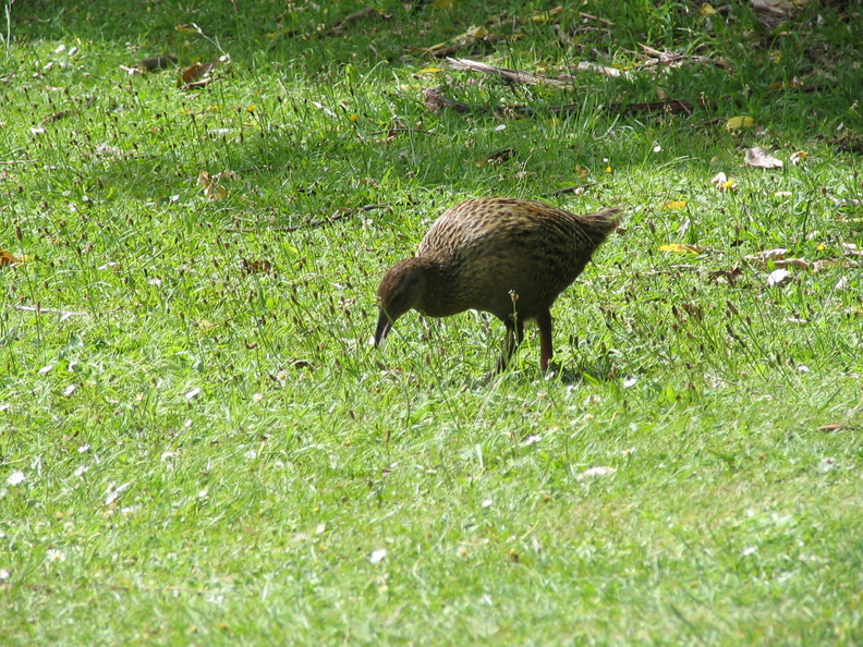 IMG 0256