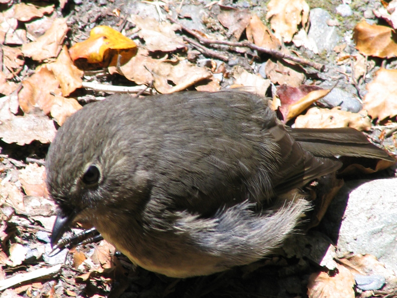 IMG 0448