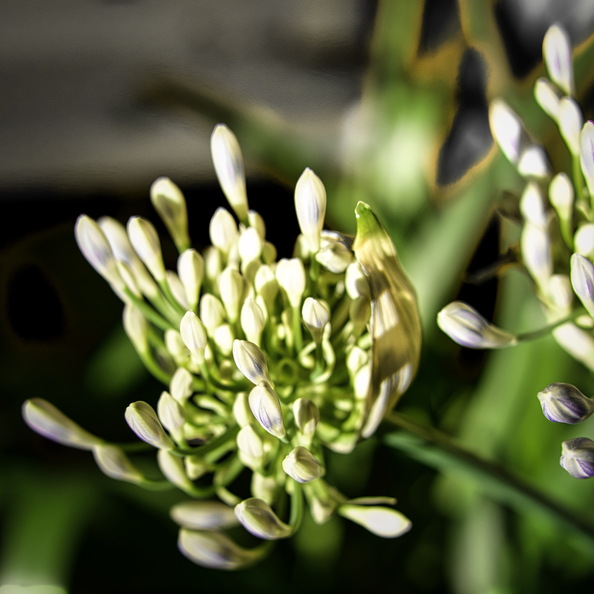 DSC_3427.jpeg