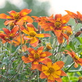 DSC 3520