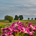 DSC 3521