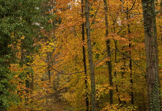 DSC 4389