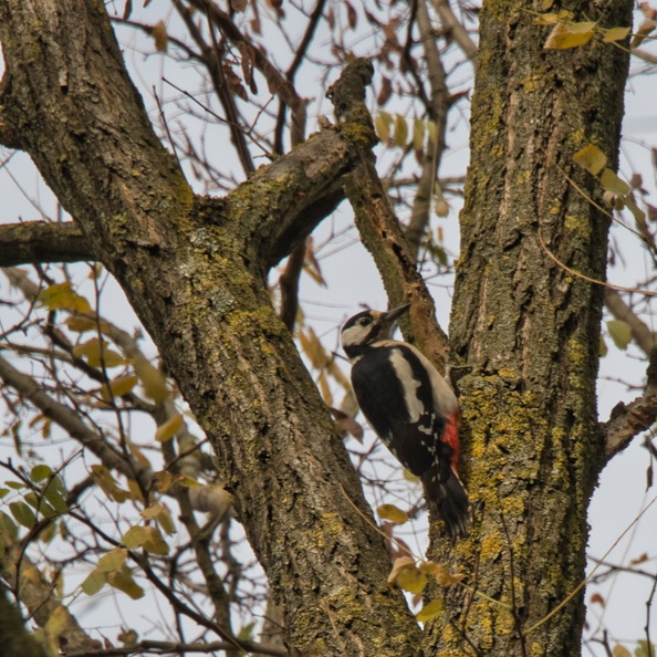 DSC_4436.jpeg