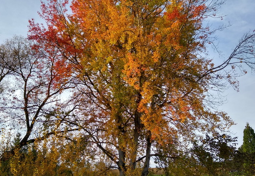 IMG 20201115 152847936 HDR