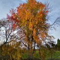 IMG 20201115 152847936 HDR