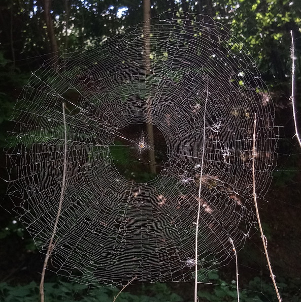 DSC_0723.jpeg