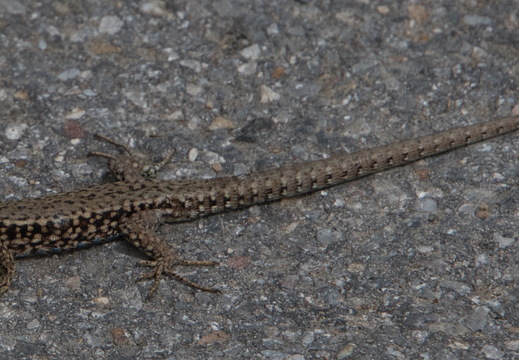 DSC 4127