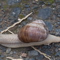 DSC 4152