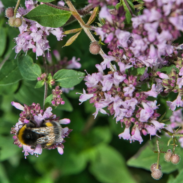 DSC_4181.jpeg