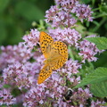DSC 4186