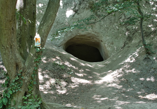 DSC 4221
