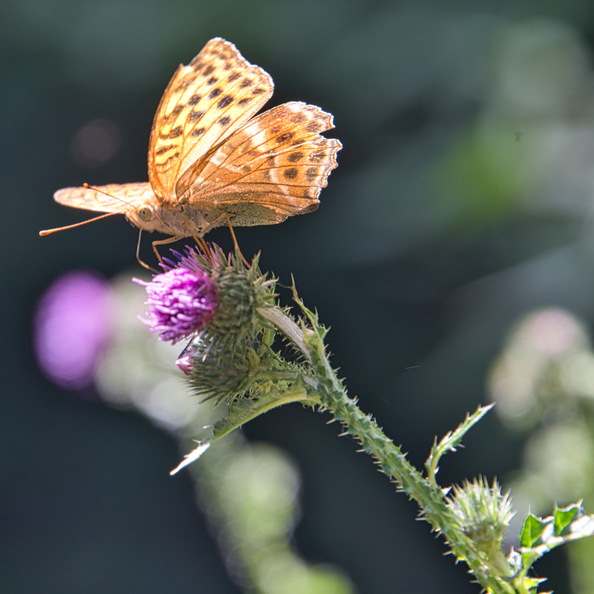 DSC_4228.jpeg