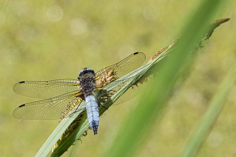 DSC_3821.jpeg